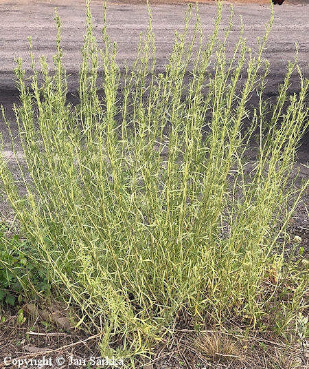 Artemisia dracunculus 'Inodora'